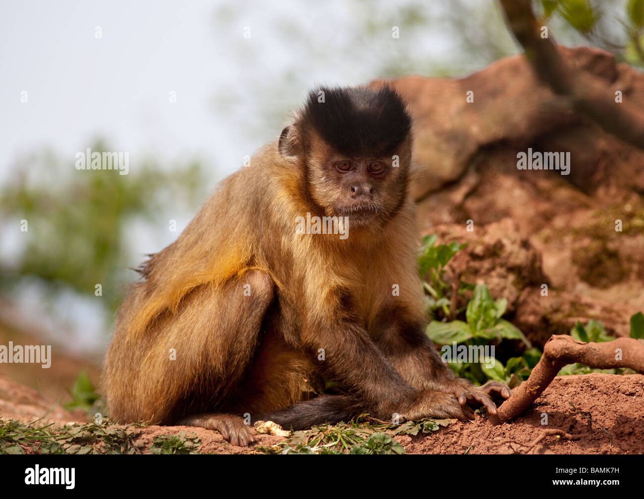 Marrone scimmia cappuccino Cebus apella Foto Stock