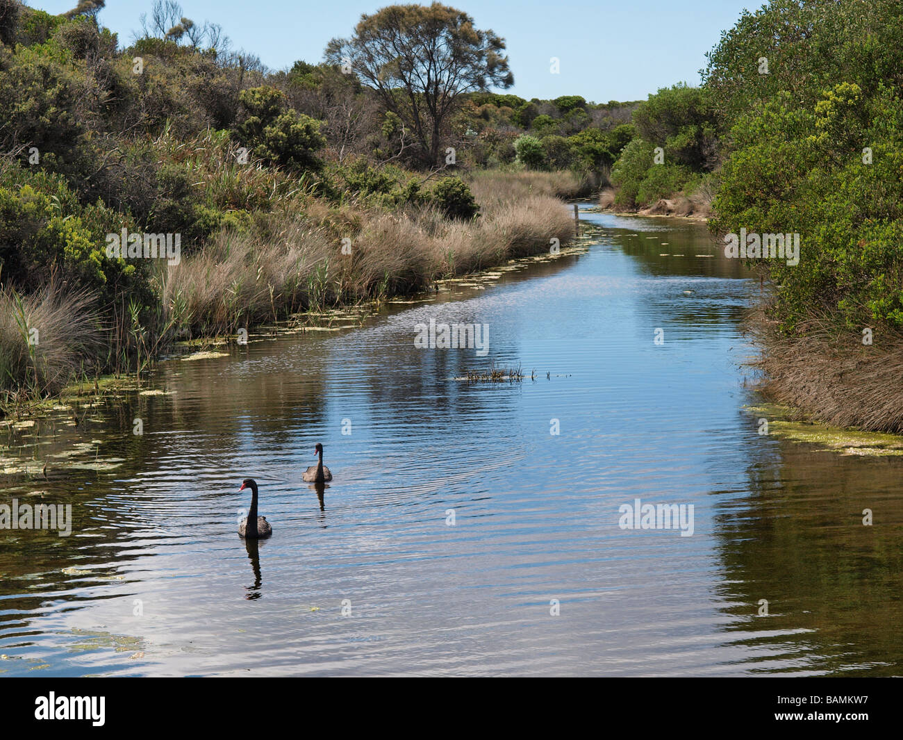 Due CIGNI NERI SCAMANDER AREA DI CONSERVAZIONE NELLE VICINANZE BEAUMARIS SPIAGGIA TASMANIA AUSTRALIA Foto Stock