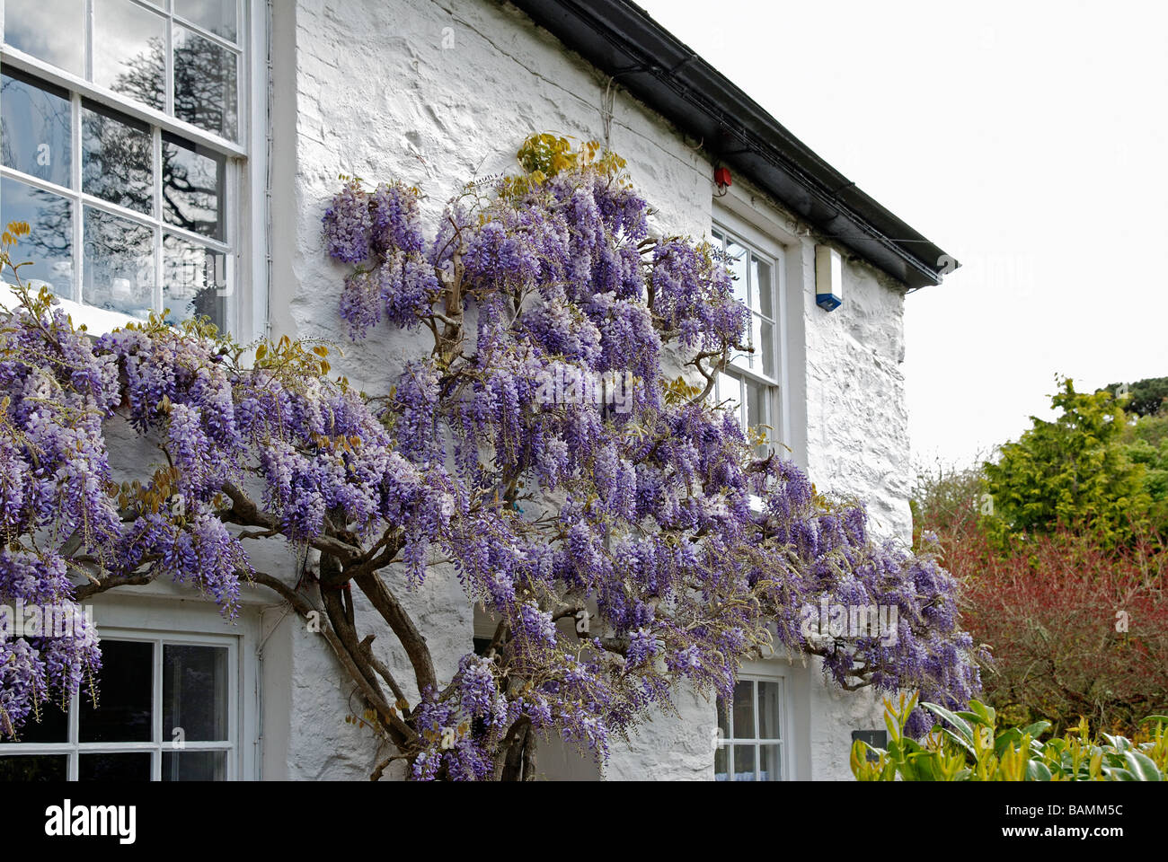 Un cottage Inglese coperti in fioritura wysteria Foto Stock