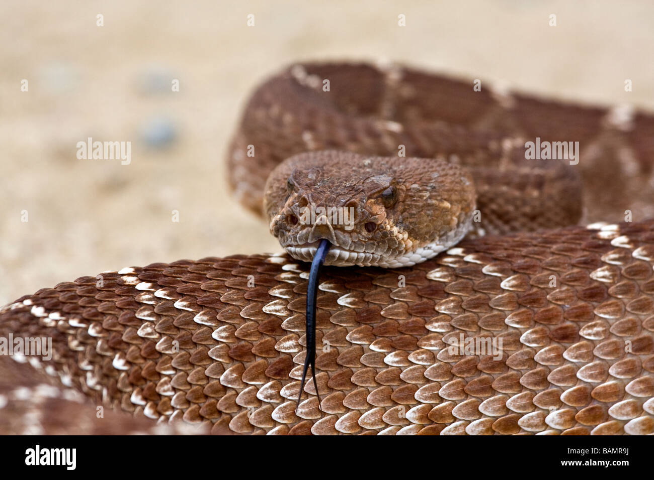 Diamondback snake immagini e fotografie stock ad alta risoluzione - Alamy