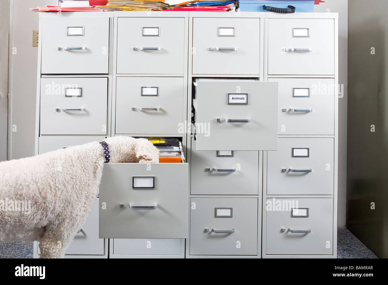 Barboncino indossa cravatta sniffing apri cassetto del cabinet file Foto Stock