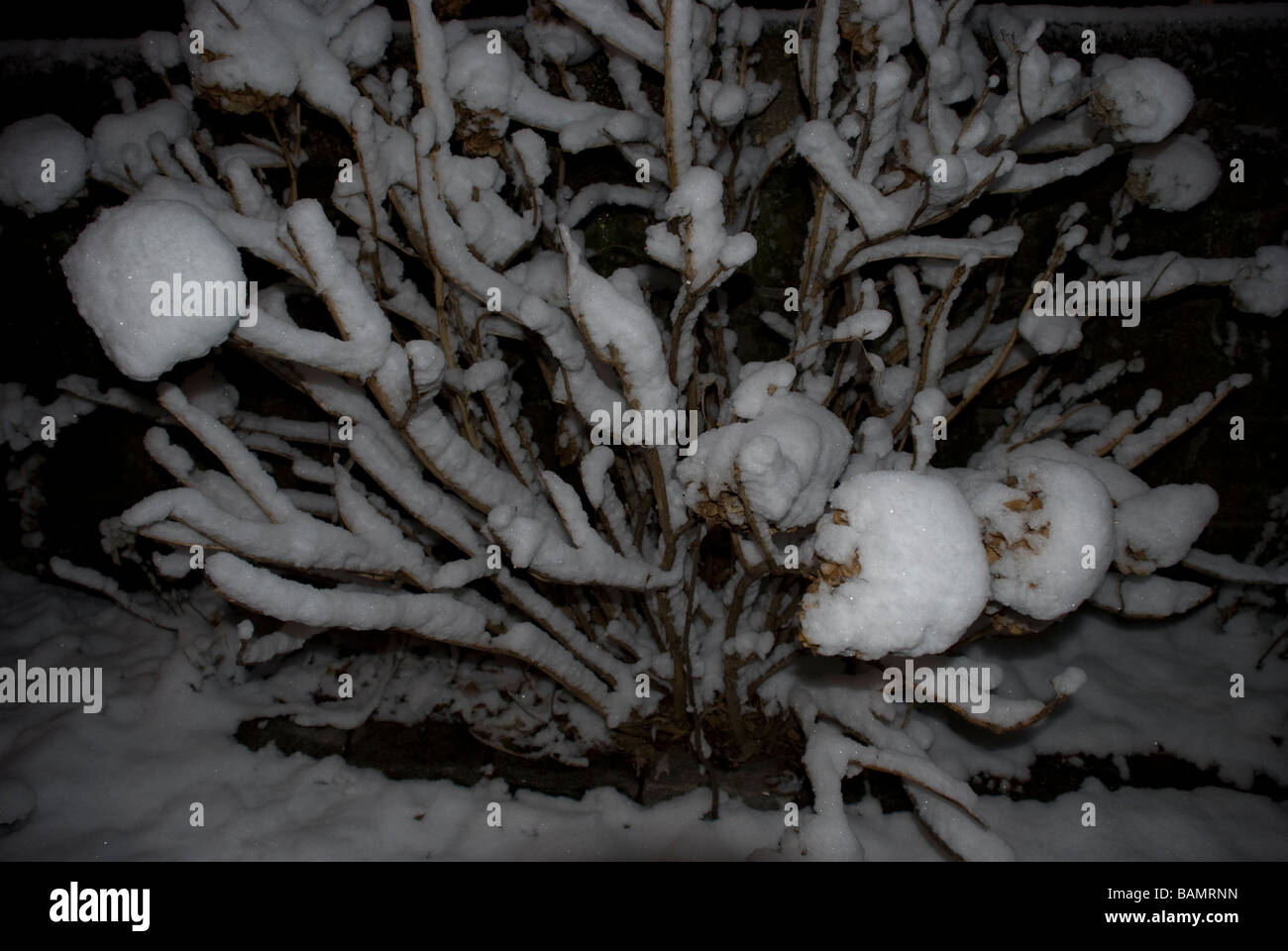 Rivestito di neve hydrangea bush inverno notte oscura arti arbusto ramoscelli bussola orizzontale progettazione impianto botanico deciduo orticoltura Foto Stock