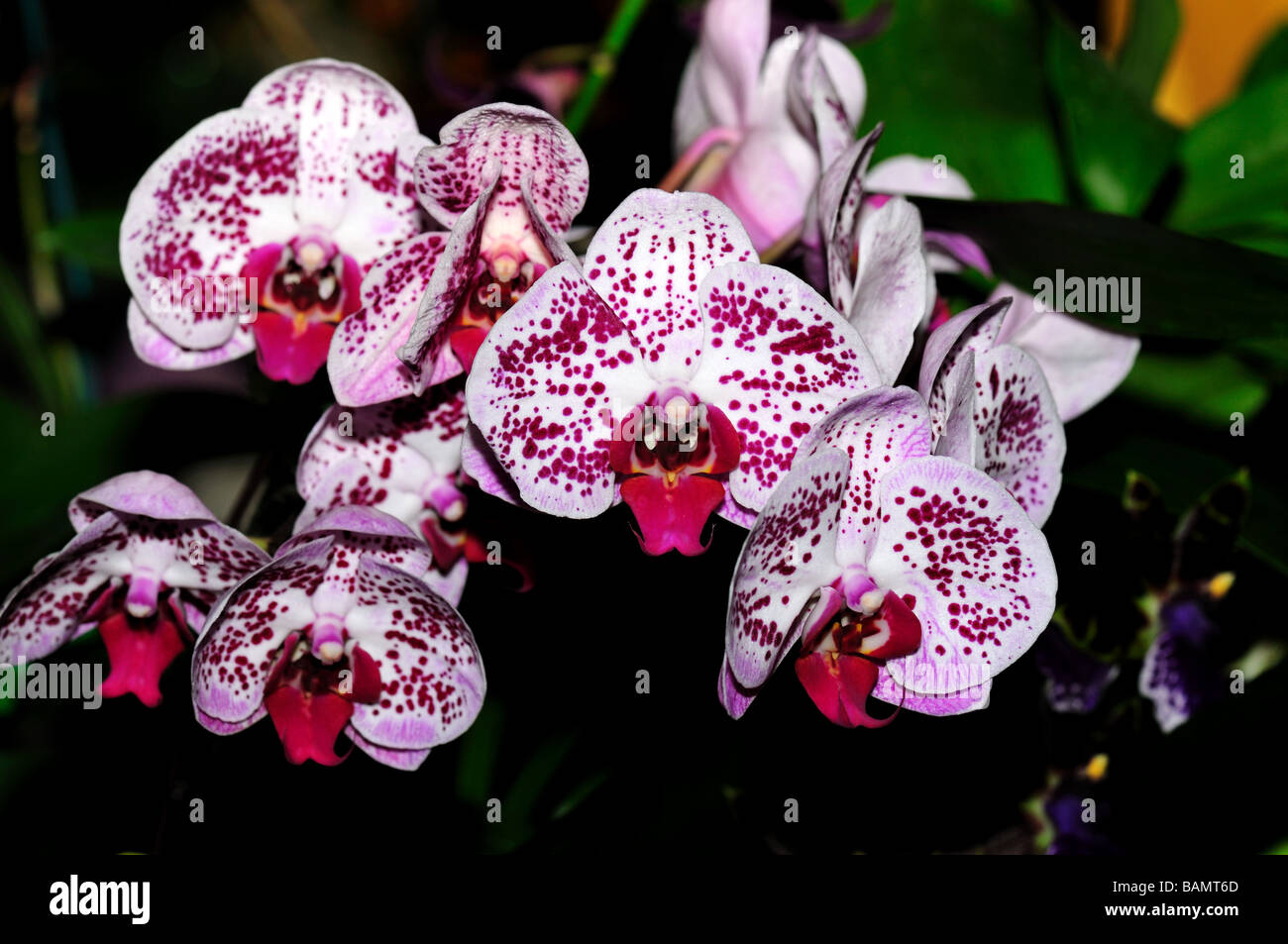 Fiori di orchidea. Bianco a macchie viola Phalaenopsis . Foto Stock