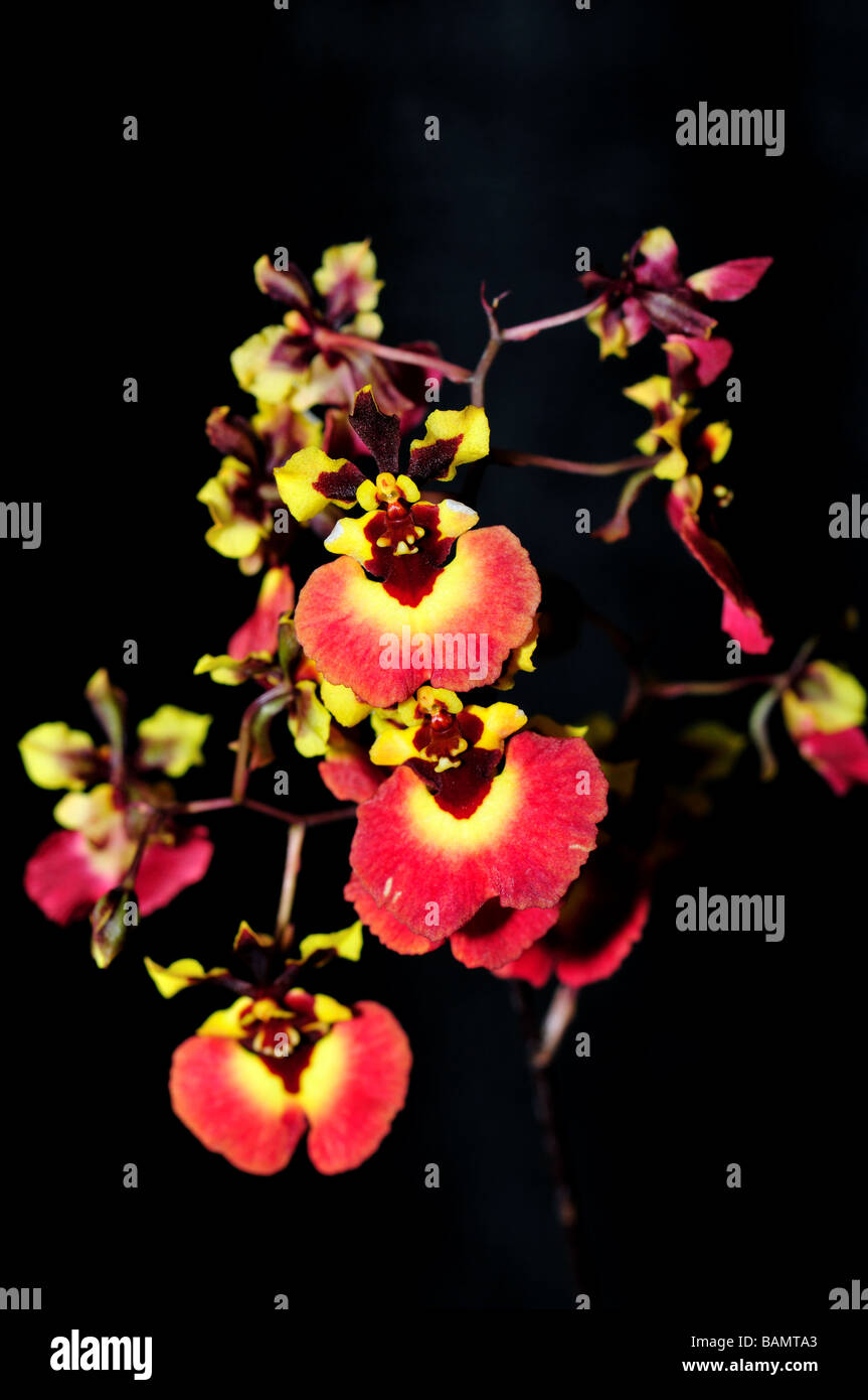 Fiori di orchidea. Rosso Giallo Oncidium Foto Stock