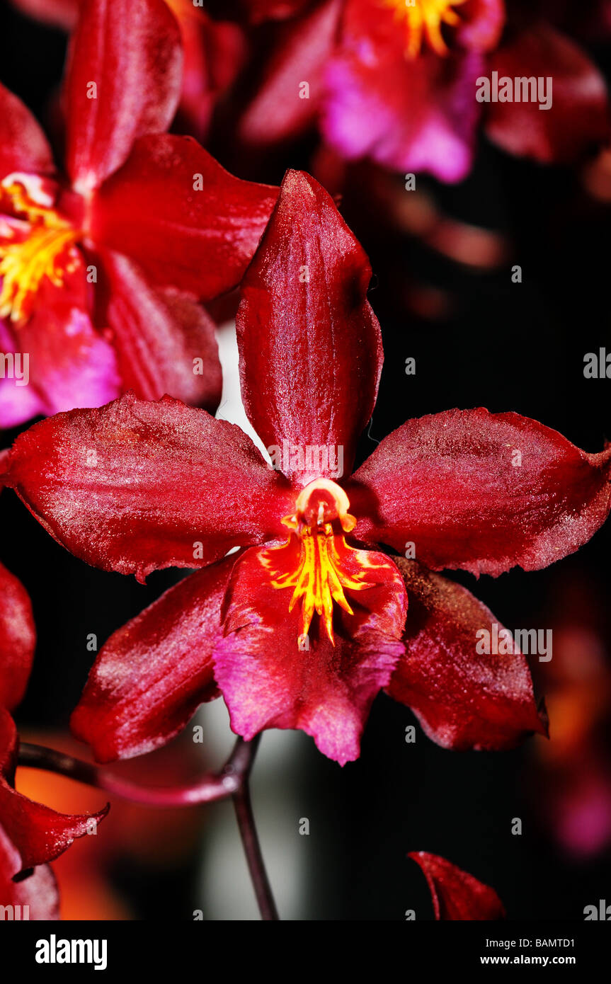 Fiori di orchidea. Rosso scuro Oncidium Foto Stock
