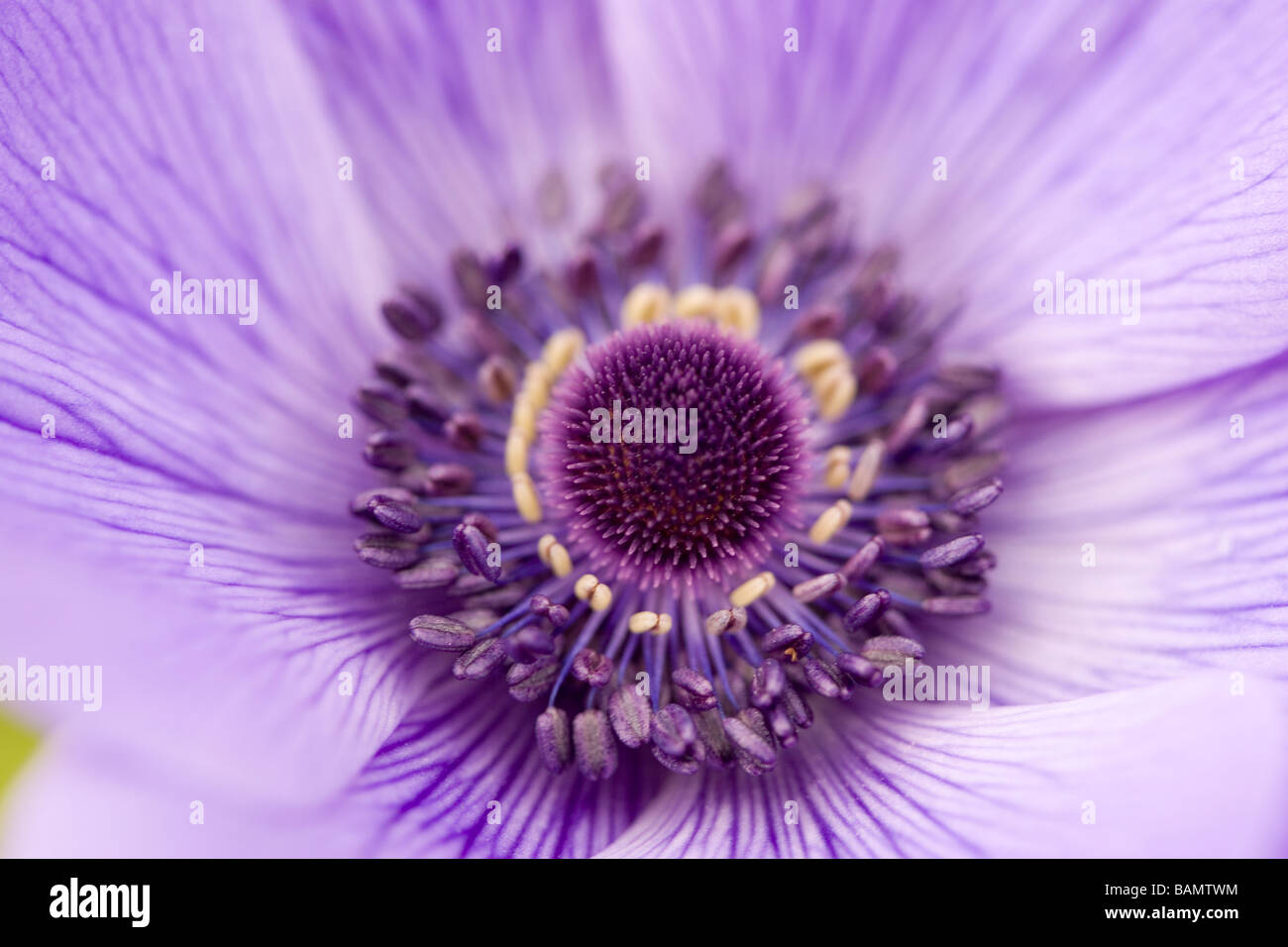 Viola fiore Anemone close up Foto Stock