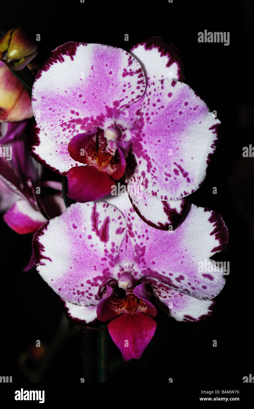 Fiori di orchidea. Bianco a macchie viola Phalaenopsis Foto Stock