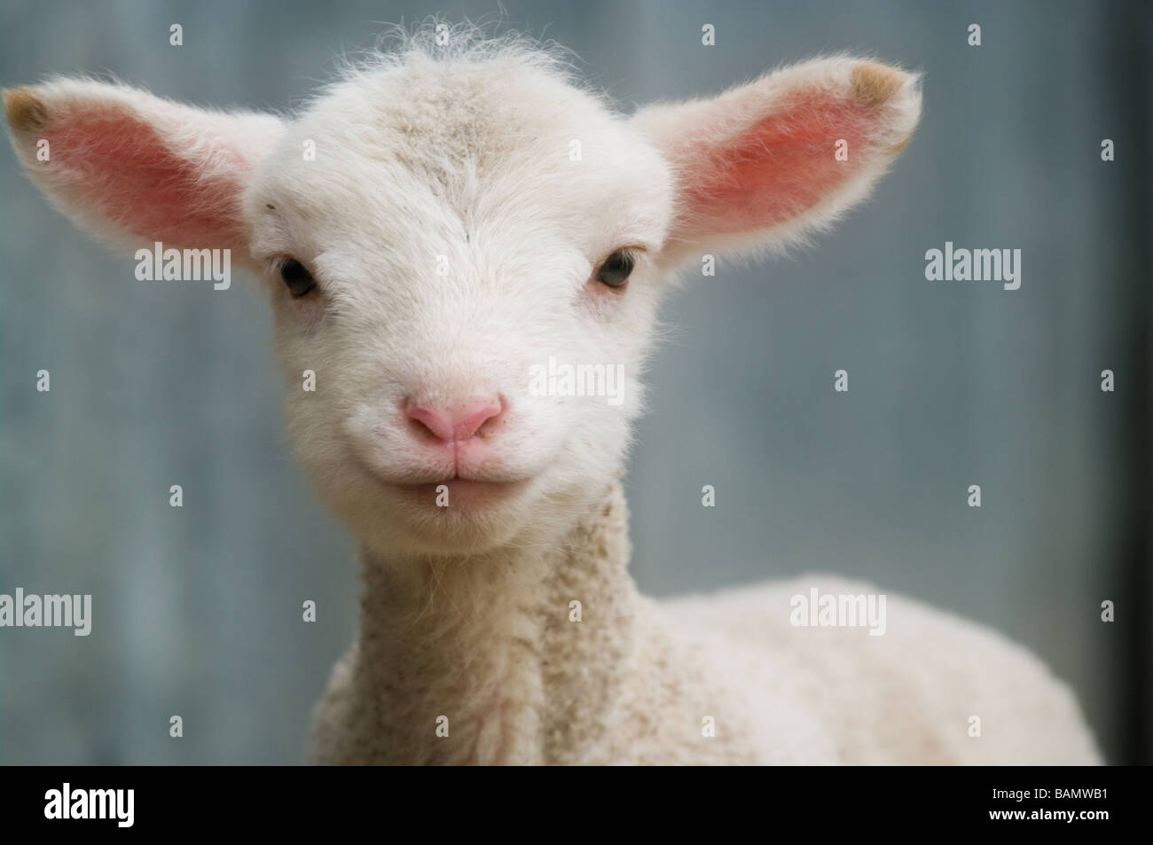 Grande immagine di un giovane agnello in azienda Foto Stock