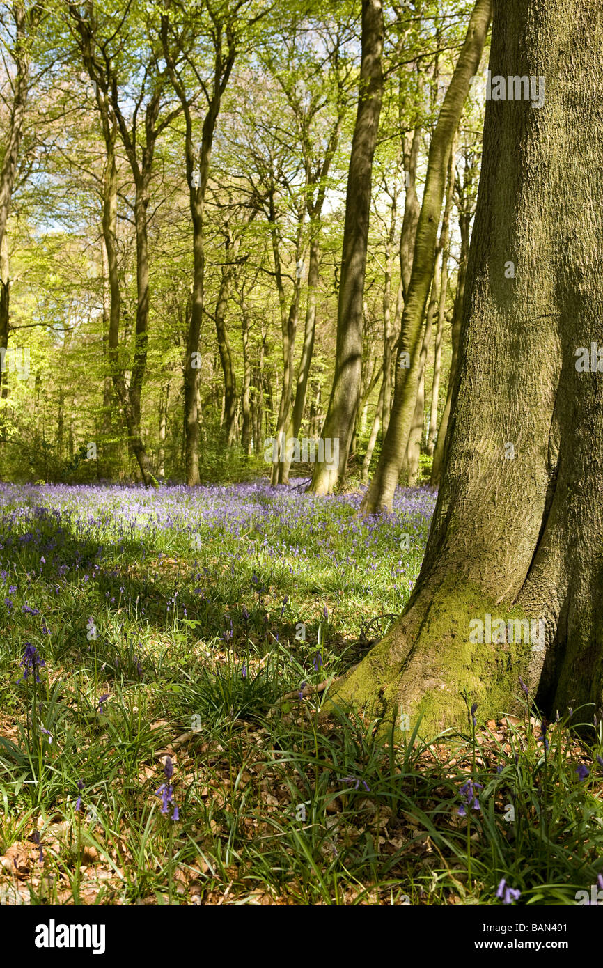Bluebells nel bosco Foto Stock