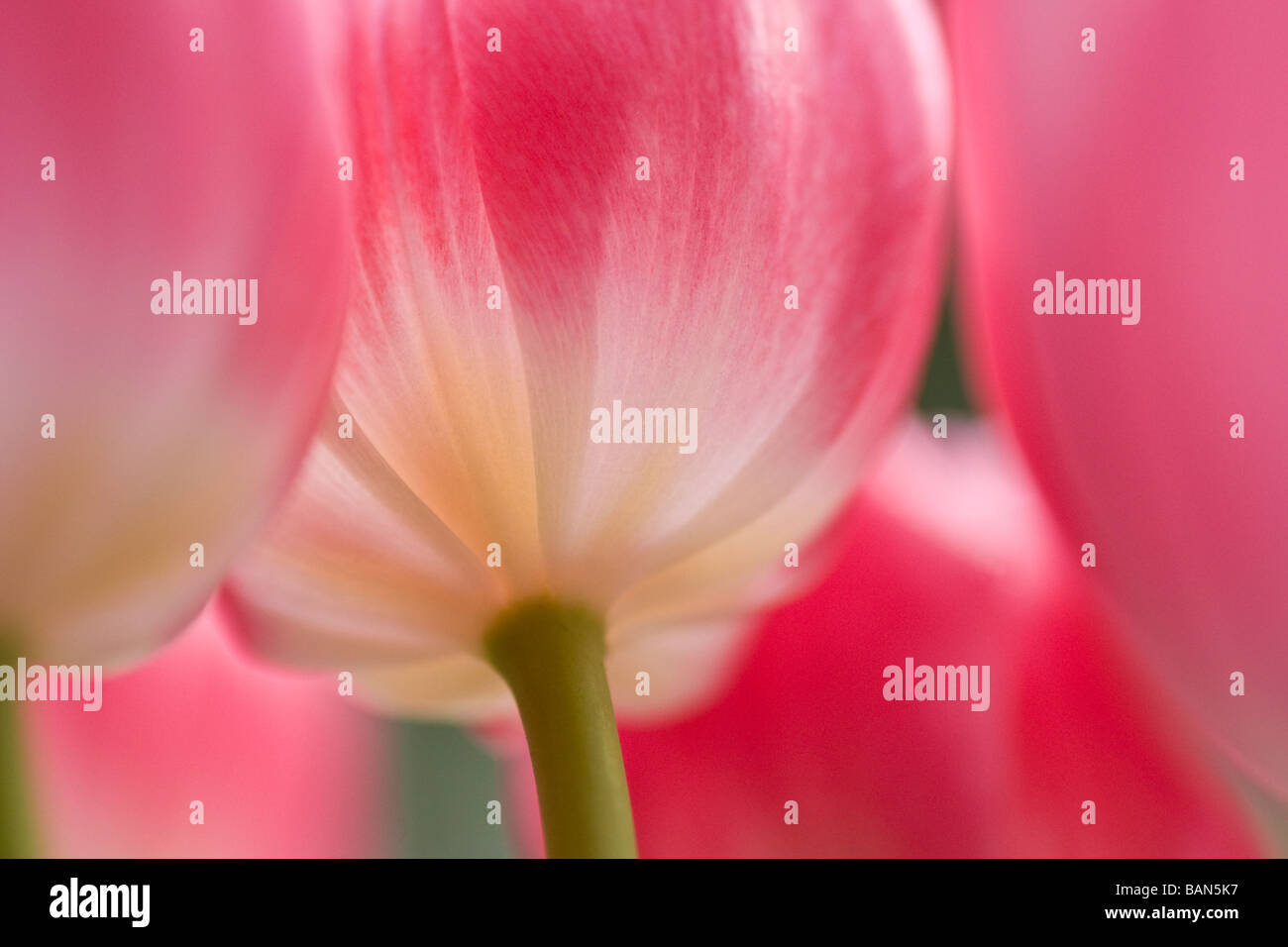 Tulipani Foto Stock