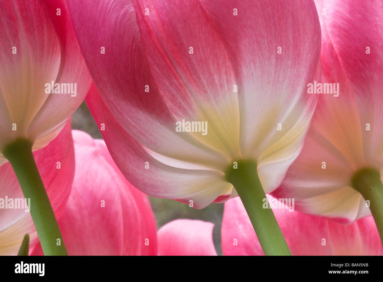 Tulipani Foto Stock