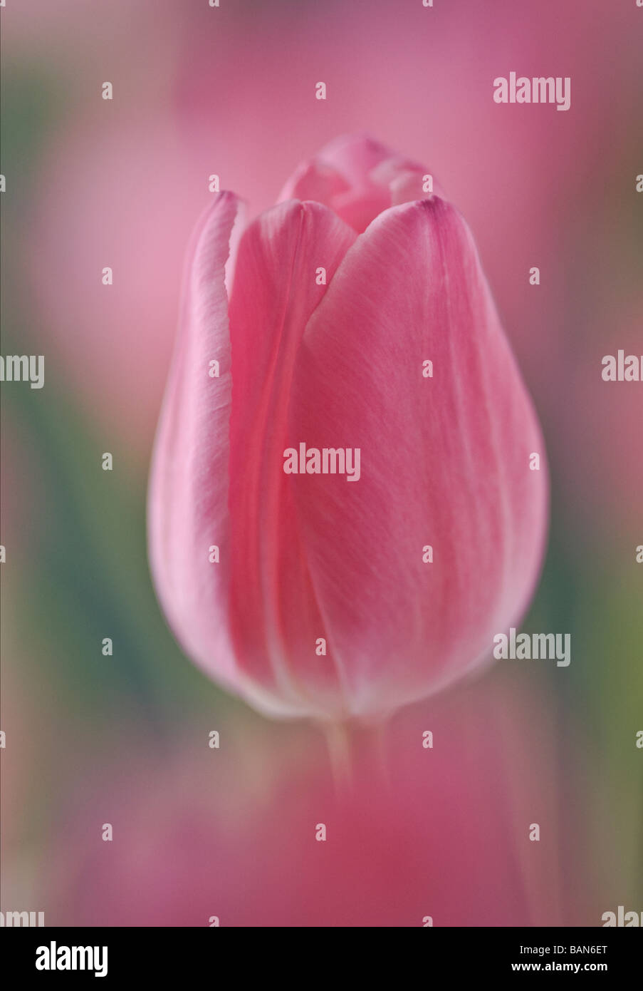 tulipano Foto Stock