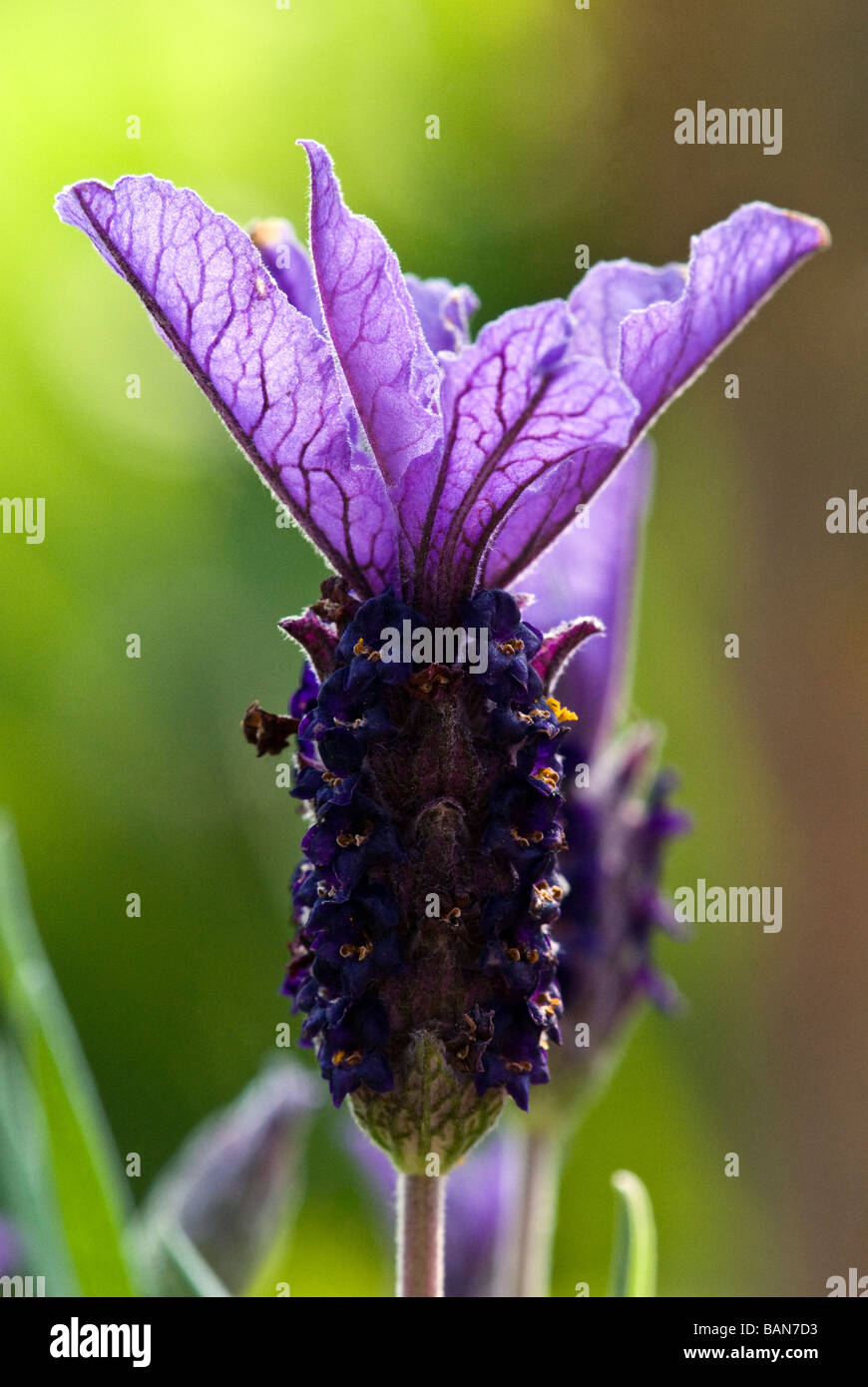 Lavandula stoechas, lavanda. Fioritura estiva arbusto. In prossimità delle teste dei fiori Foto Stock