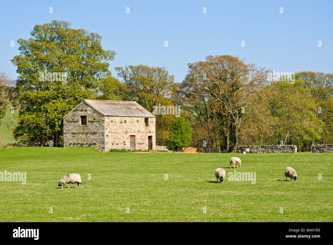 Pecore e fienile campo ar Aysgarth in Wensleydale, North Yorkshire Foto Stock