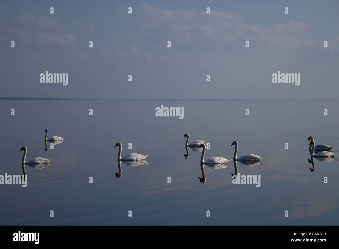 Stormo di cigni nuotare tranquillamente sul Lough Neagh County Antrim Irlanda del Nord Regno Unito Foto Stock