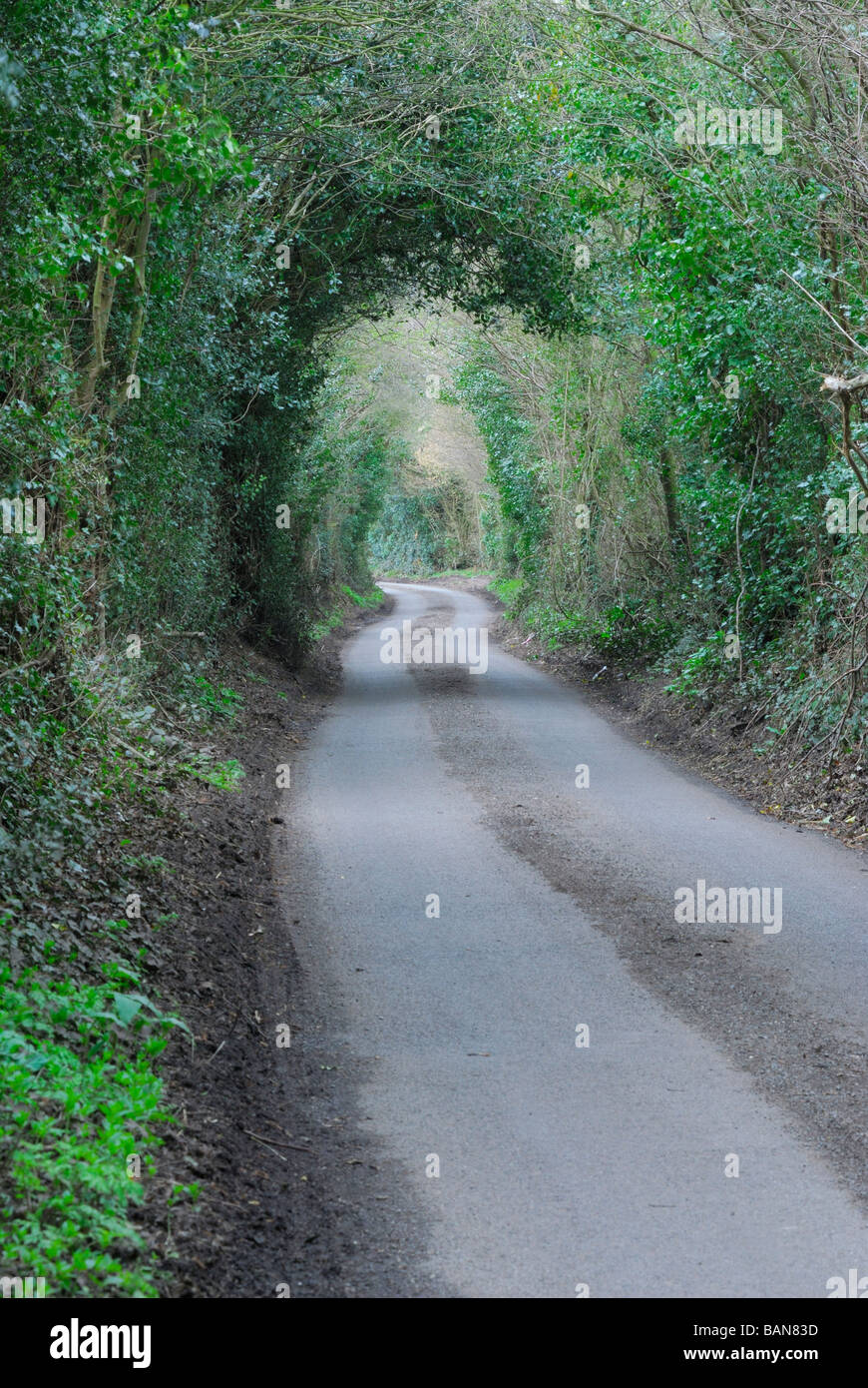 Countrylane rurale vicino grande Gaddesden Hertfordshire, Regno Unito Foto Stock