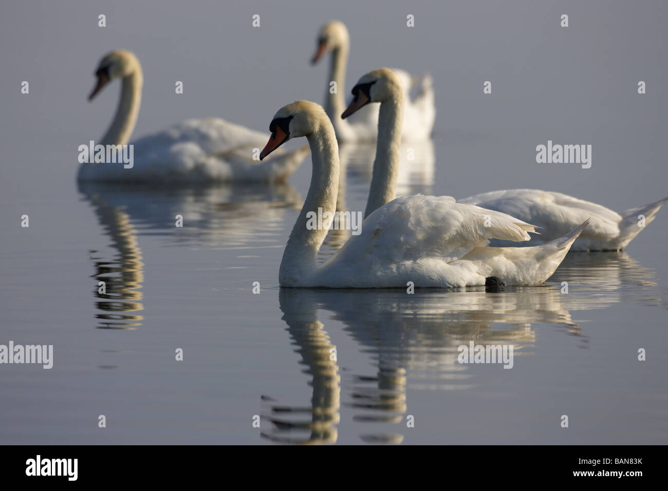 Chiusura del gregge di cigni nuotare tranquillamente sul Lough Neagh County Antrim Irlanda del Nord Regno Unito Foto Stock