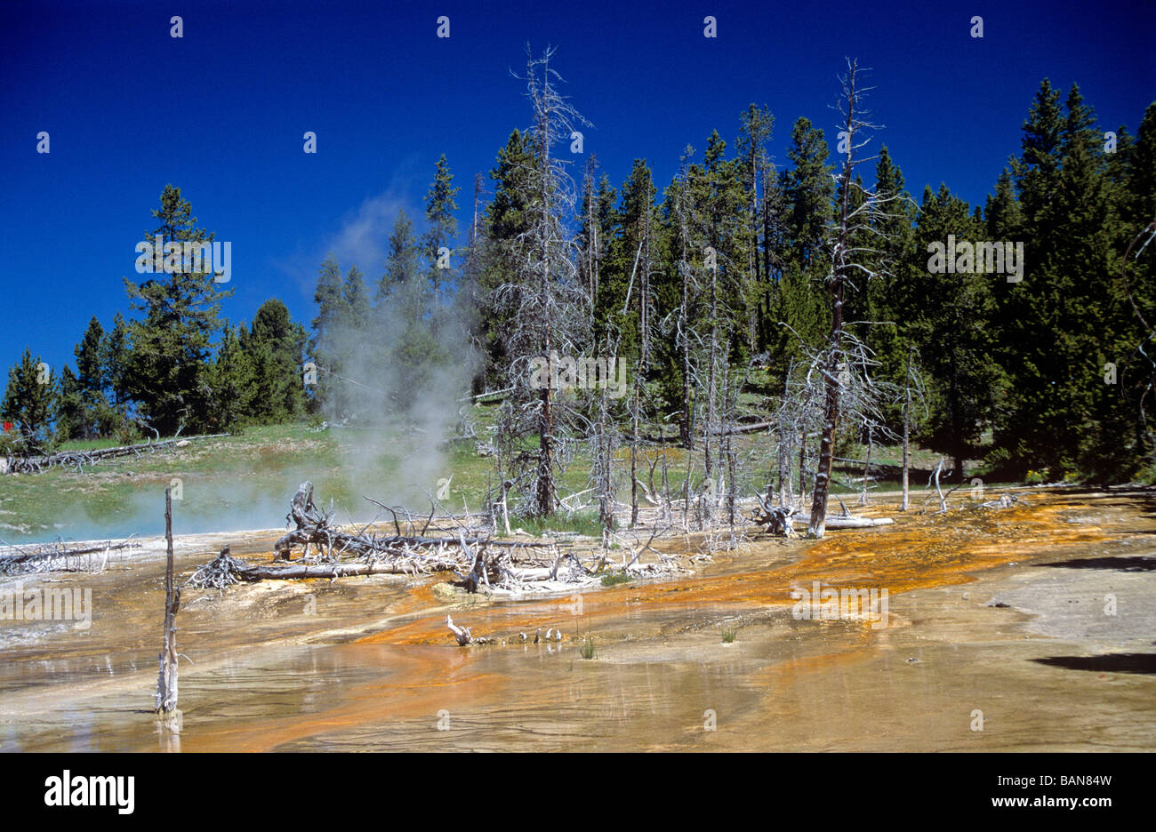 Area di geyser basin yellowstone nationalpark stato del Wyoming usa Foto Stock