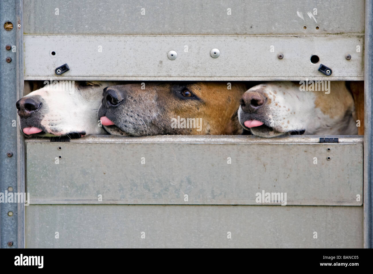 Tre foxhounds guardando fuori del rimorchio Foto Stock