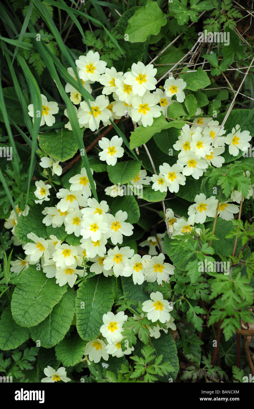 Wild primule - Primula vulgaris Shropshire England Regno Unito Foto Stock