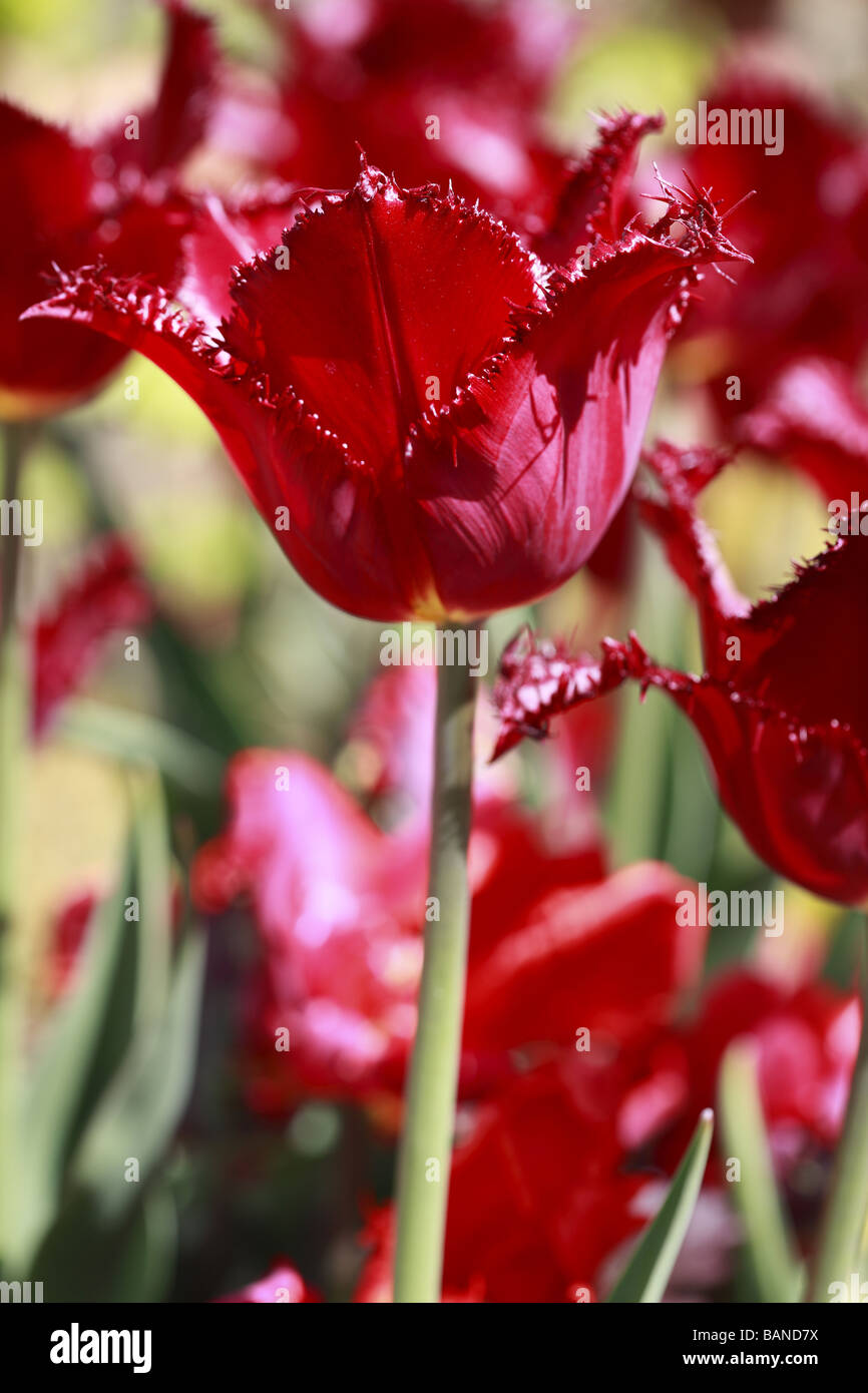 Celebrare la primavera Foto Stock