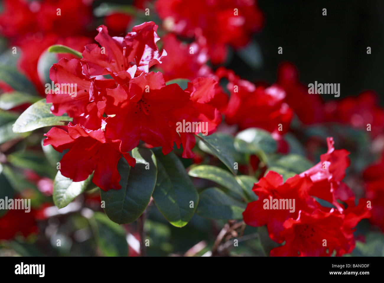 Rhododendron Scarlet Wonder Foto Stock