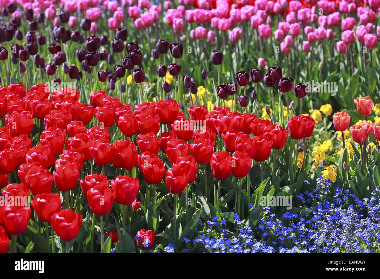 La primavera è alle porte! Foto Stock