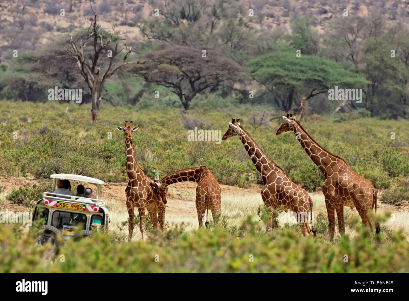 Tourist guardando le giraffe reticolate nel paesaggio severo di Samburu National Park in Kenya Foto Stock