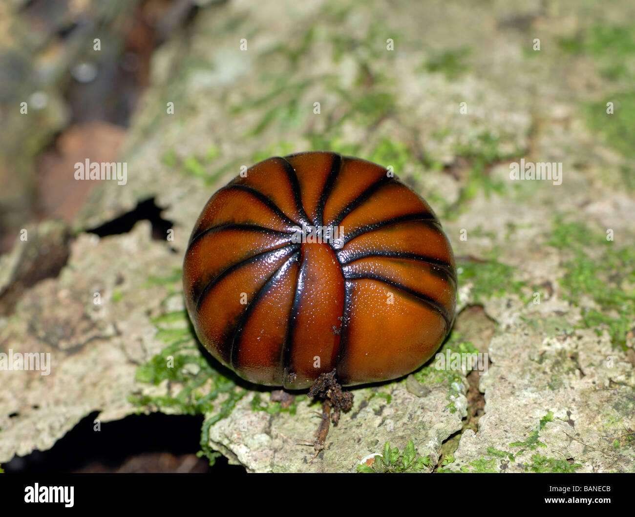 Un colore marrone chiaro pillola Ordine millepiedi Sphaerotheriida con dodici segmenti corpo avvolto a ricciolo in una sfera Foto Stock