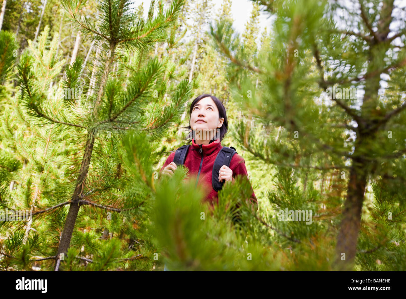 Donna Giapponese escursioni nella foresta Foto Stock