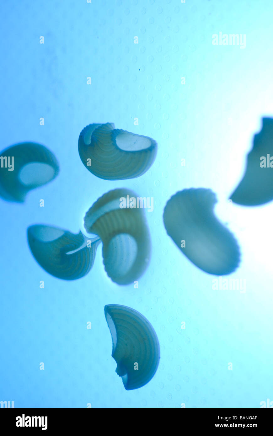 La pasta i serbatoi galleggianti su acqua blu Foto Stock