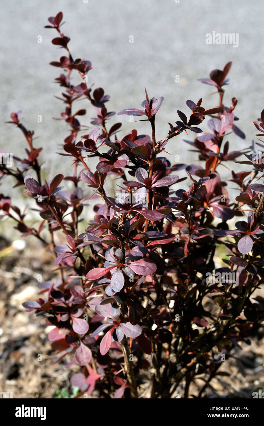 Berberis Thunbergii Foto Stock