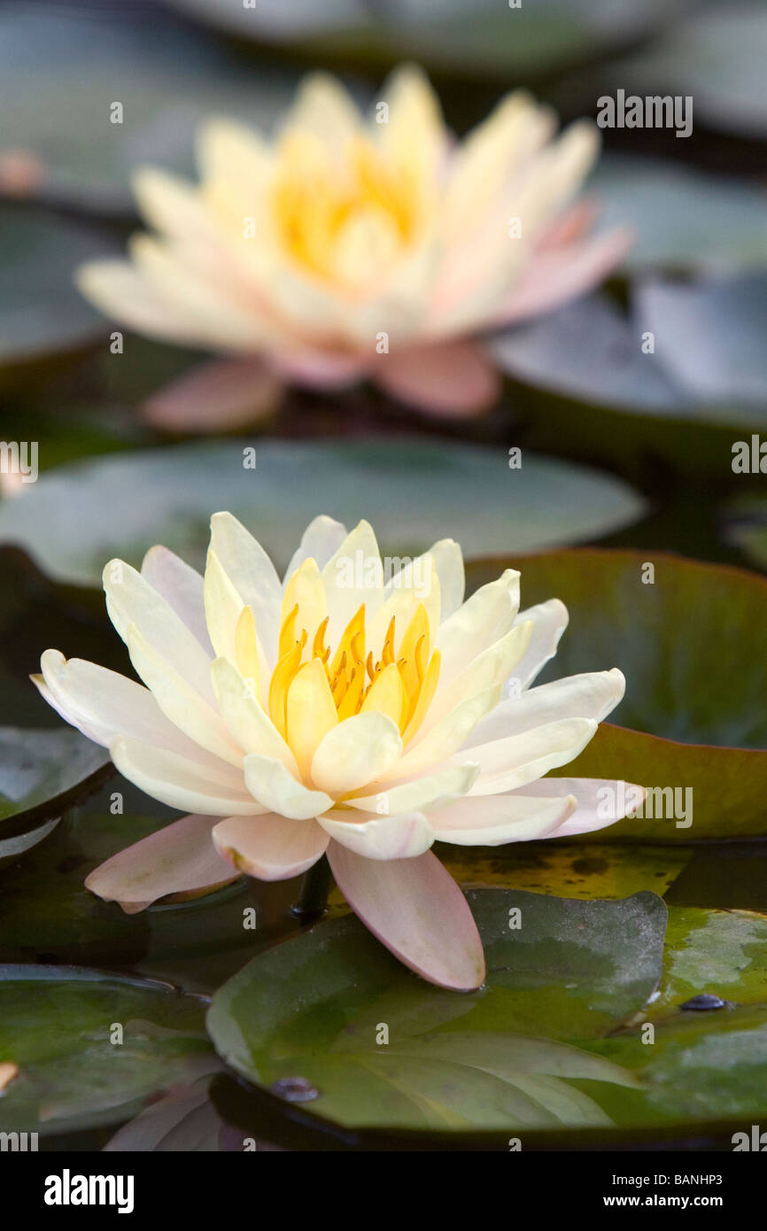 Ninfee fiori sul display in Nguyen Hue Boulevard Flower Show in Ho Chi Minh City Vietnam Foto Stock