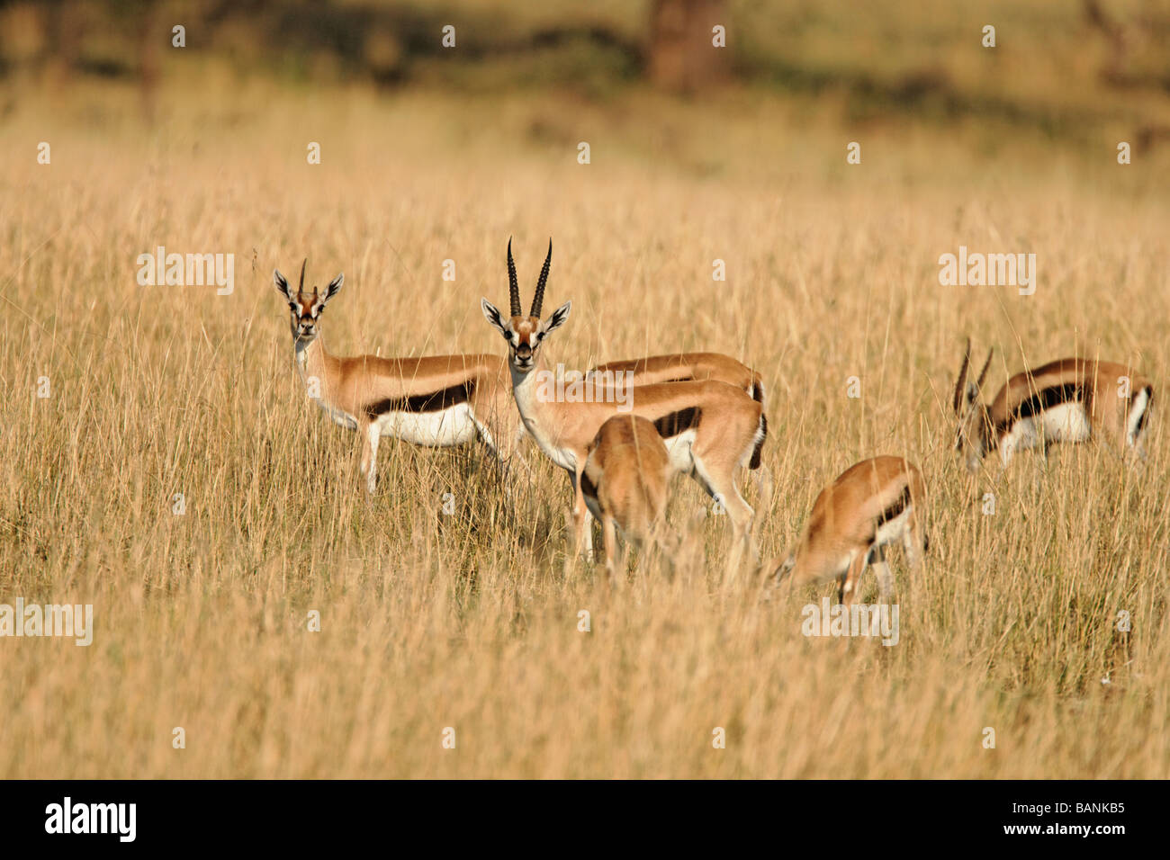 Thomson s gazzella pascolano sulle erbe dorato delle pianure del Serengeti nel Parco Nazionale del Serengeti Tanzania Foto Stock