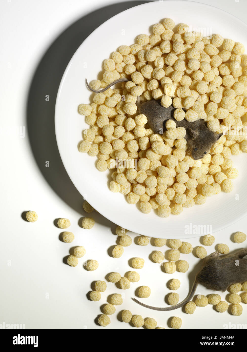 I topi strisciando attraverso e mangiare cereali nella ciotola sul tavolo bianco sullo sfondo Foto Stock