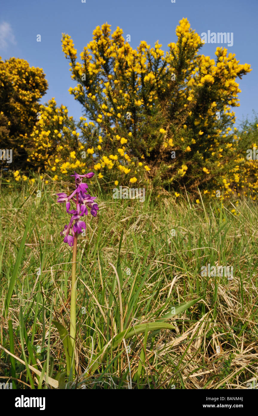 Inizio Purple Orchid Orchis mascula con ginestre in sfondi Foto Stock