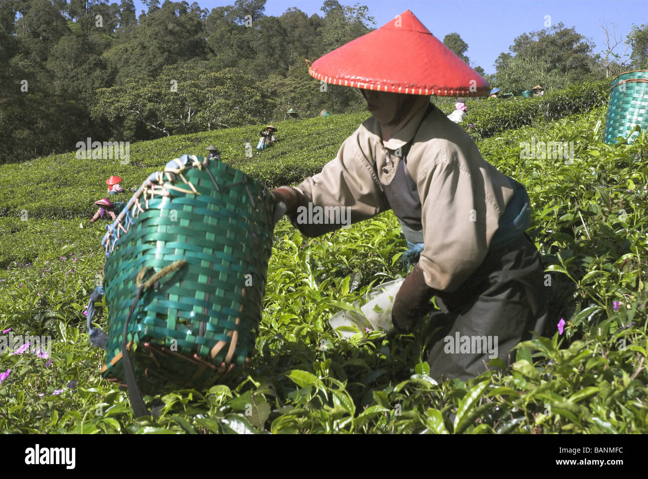 La piantagione di tè lavoratori, Ciater, Indonesia. Foto Stock