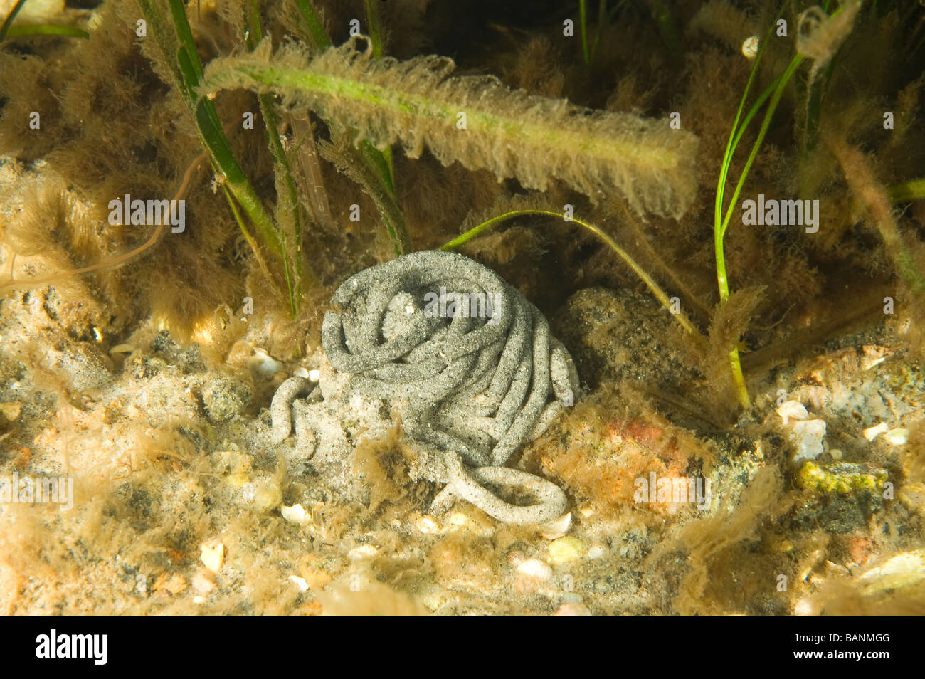 Lugworm cast (Arenicola marina) sott'acqua su una spiaggia svedese, Svezia Foto Stock