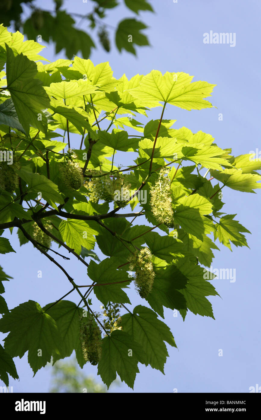 Sicomoro fiori, Acer pseudoplatanus, Aceraceae Foto Stock