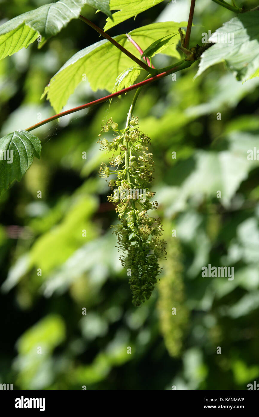 Sicomoro fiori, Acer pseudoplatanus, Aceraceae Foto Stock