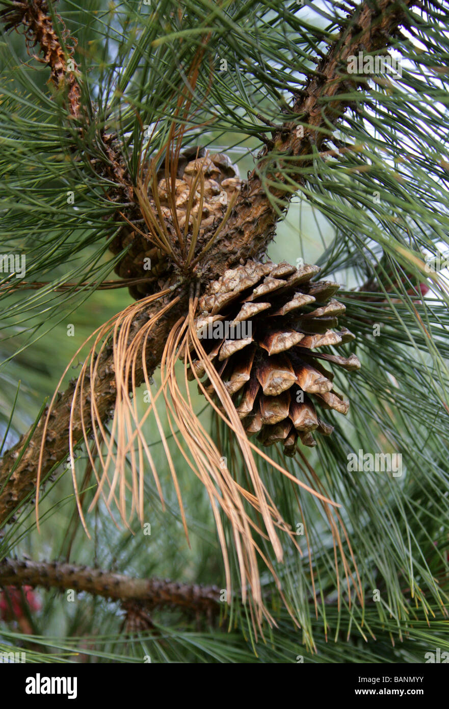 Arizona Pino, Pinus arizonica, Pinaceae, Messico e Sud Ovest USA, America del Nord Foto Stock