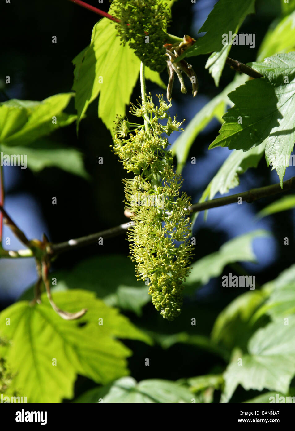 Sicomoro fiori, Acer pseudoplatanus, Aceraceae Foto Stock