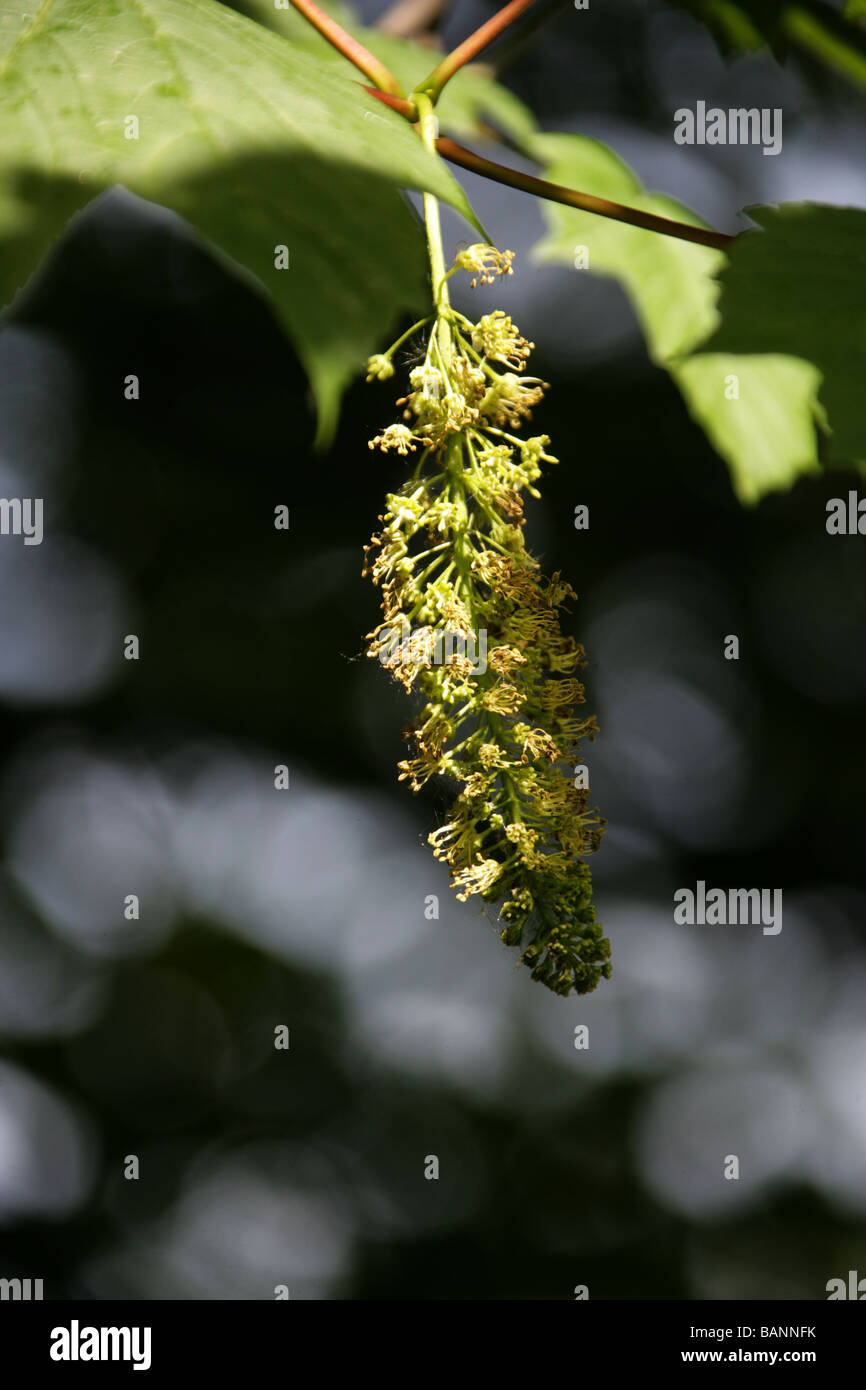 Sicomoro fiori, Acer pseudoplatanus, Aceraceae Foto Stock