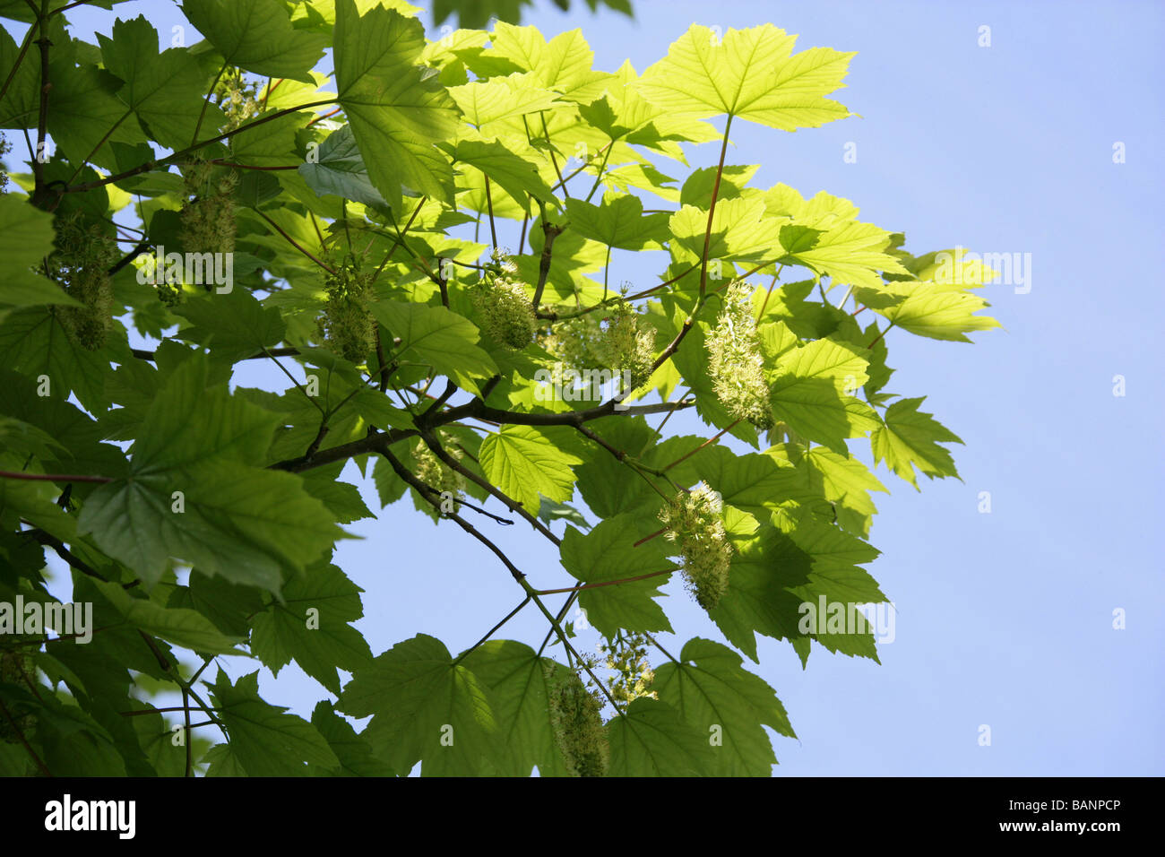 Sicomoro fiori, Acer pseudoplatanus, Aceraceae Foto Stock