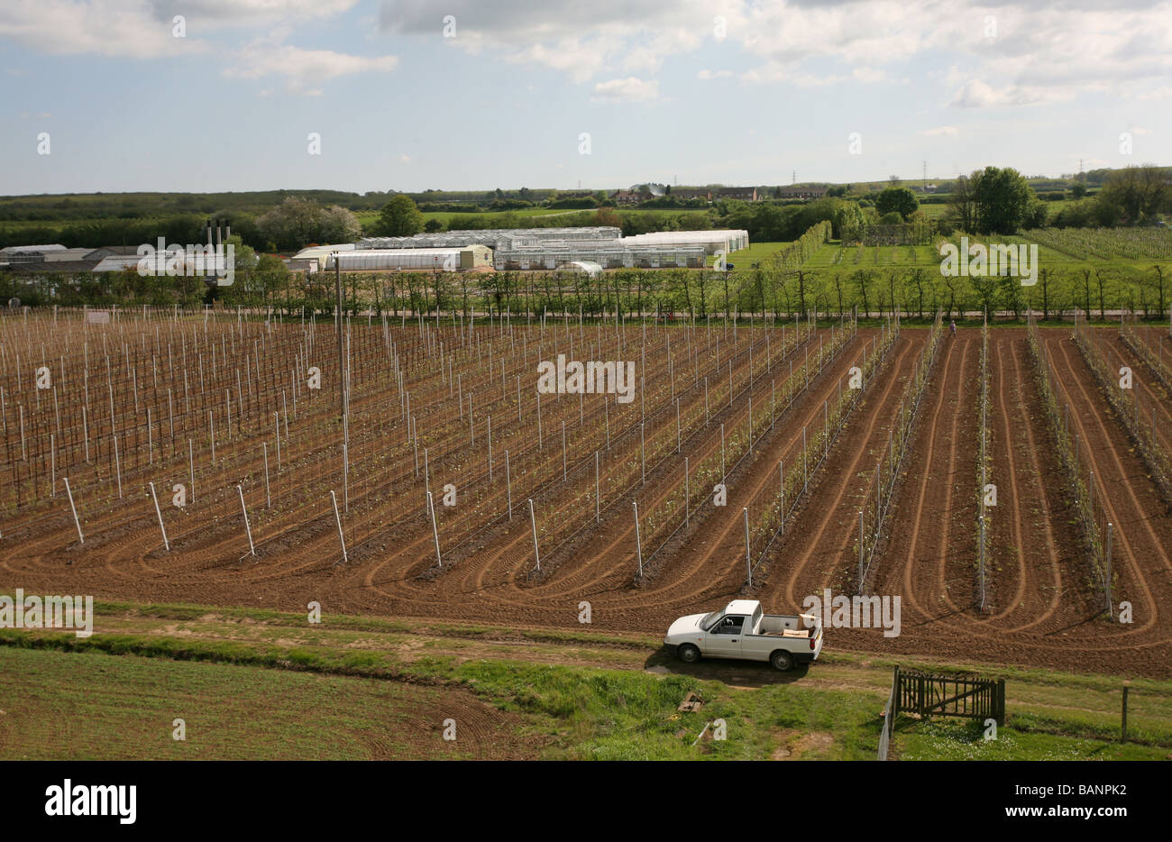 Alta resa pear orchard, East Malling Research, Kent, Regno Unito Foto Stock