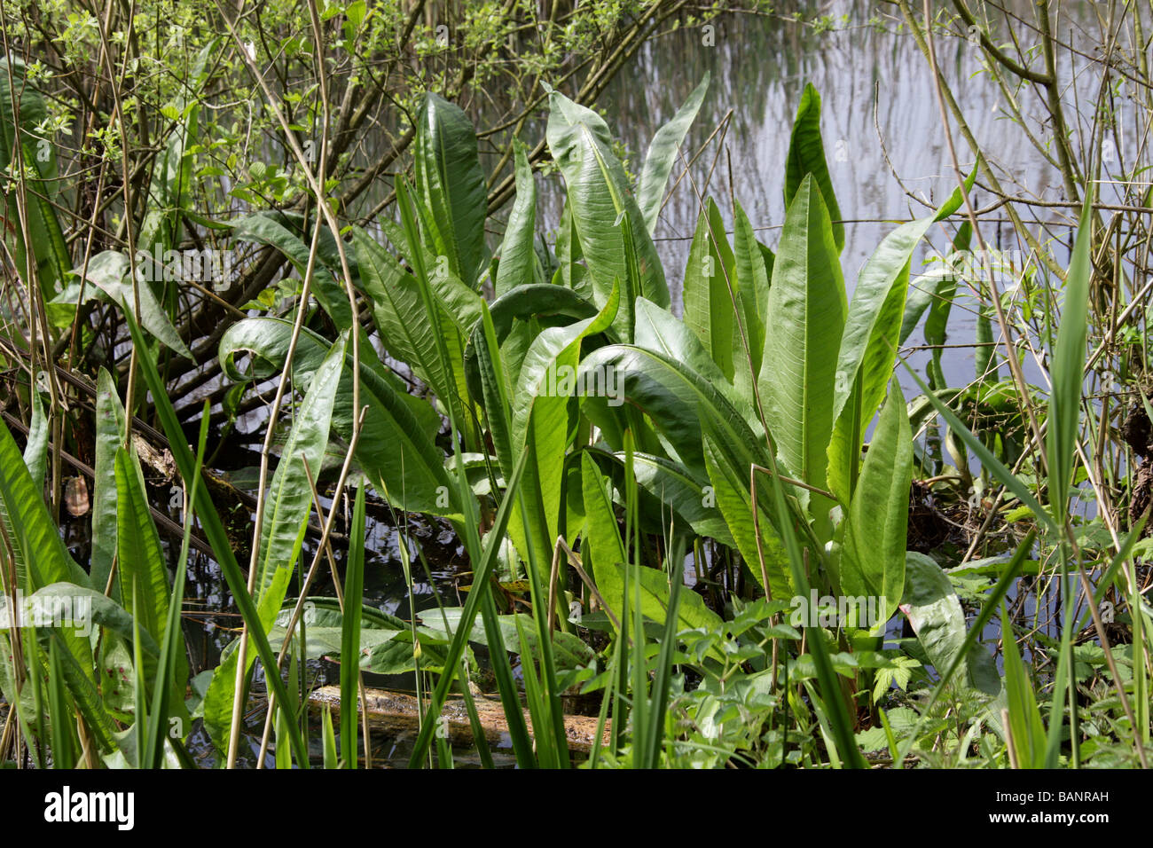 Acqua Dock, Rumex hydrolapathum, Poligonacee Foto Stock