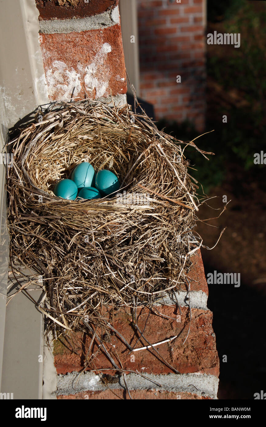Primo piano di uccelli uova verdi di Robin americana nel nido sulla finestra del davanzale dall'alto nessuno ad alta risoluzione Foto Stock