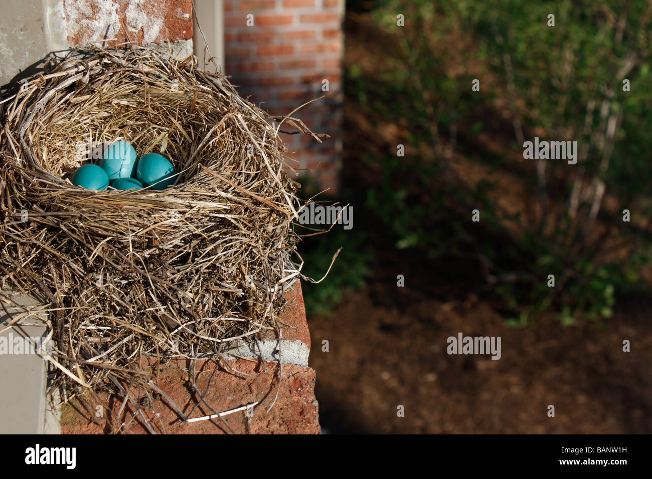 Primo piano di uccelli uova verdi di Robin americano sul nido sul davanzale della finestra costruendo un posto insolito per un nido dall'alto nessuno ad alta risoluzione orizzontale Foto Stock