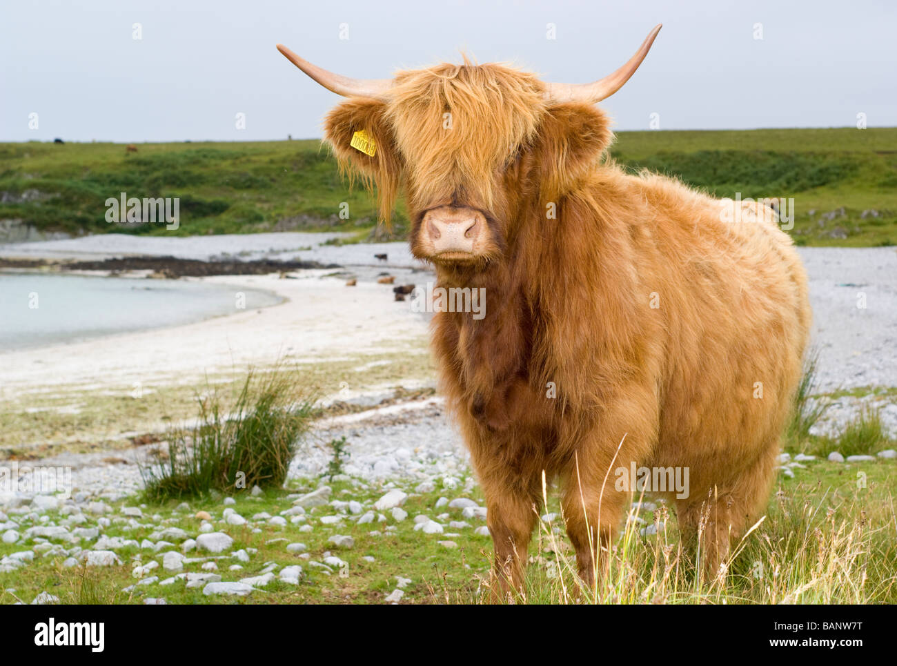 Una razza Highland mucca, presso la baia e la spiaggia di sabbia bianca a Traigh nam Feannag, vicino Inver sull'isola di Jura, Scozia. Foto Stock