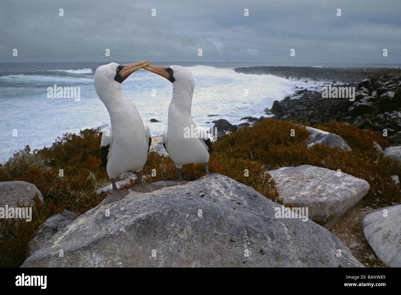 MASKED BOOBY UCCELLI Sula dactylatra facendo clic becchi in un rituale di corteggiamento delle Isole GALAPAGOS ECUADOR Foto Stock